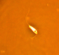 Flagellat im Darm eines Diskusfisches unter dem Mikroskop
